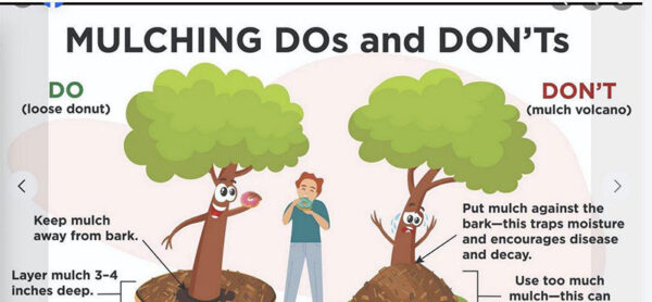 mulching dos and donts