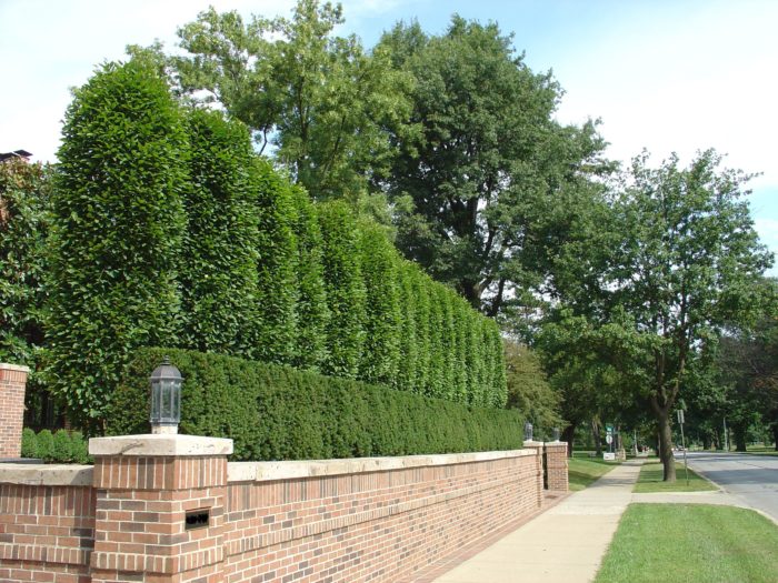 Frisella landscaping